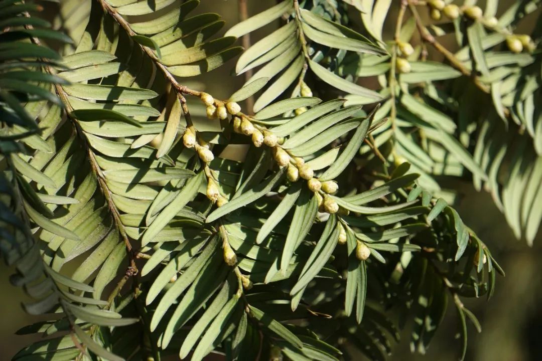 植物黄金”南方红豆杉