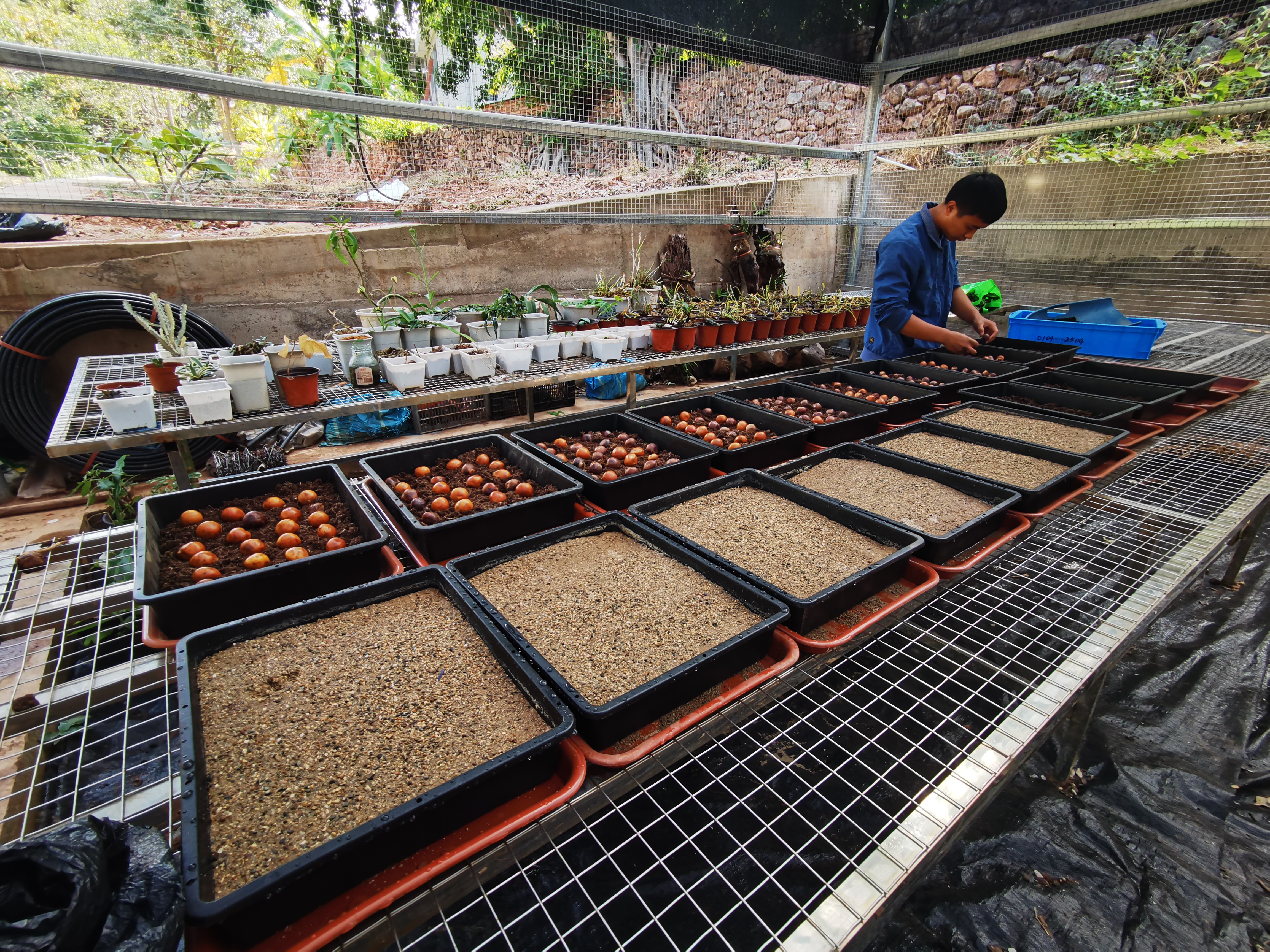 植物图