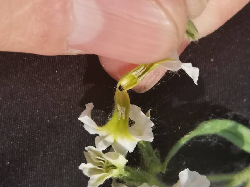 植物图