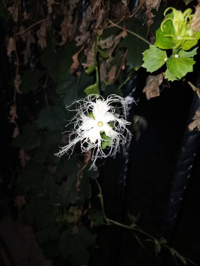 植物图