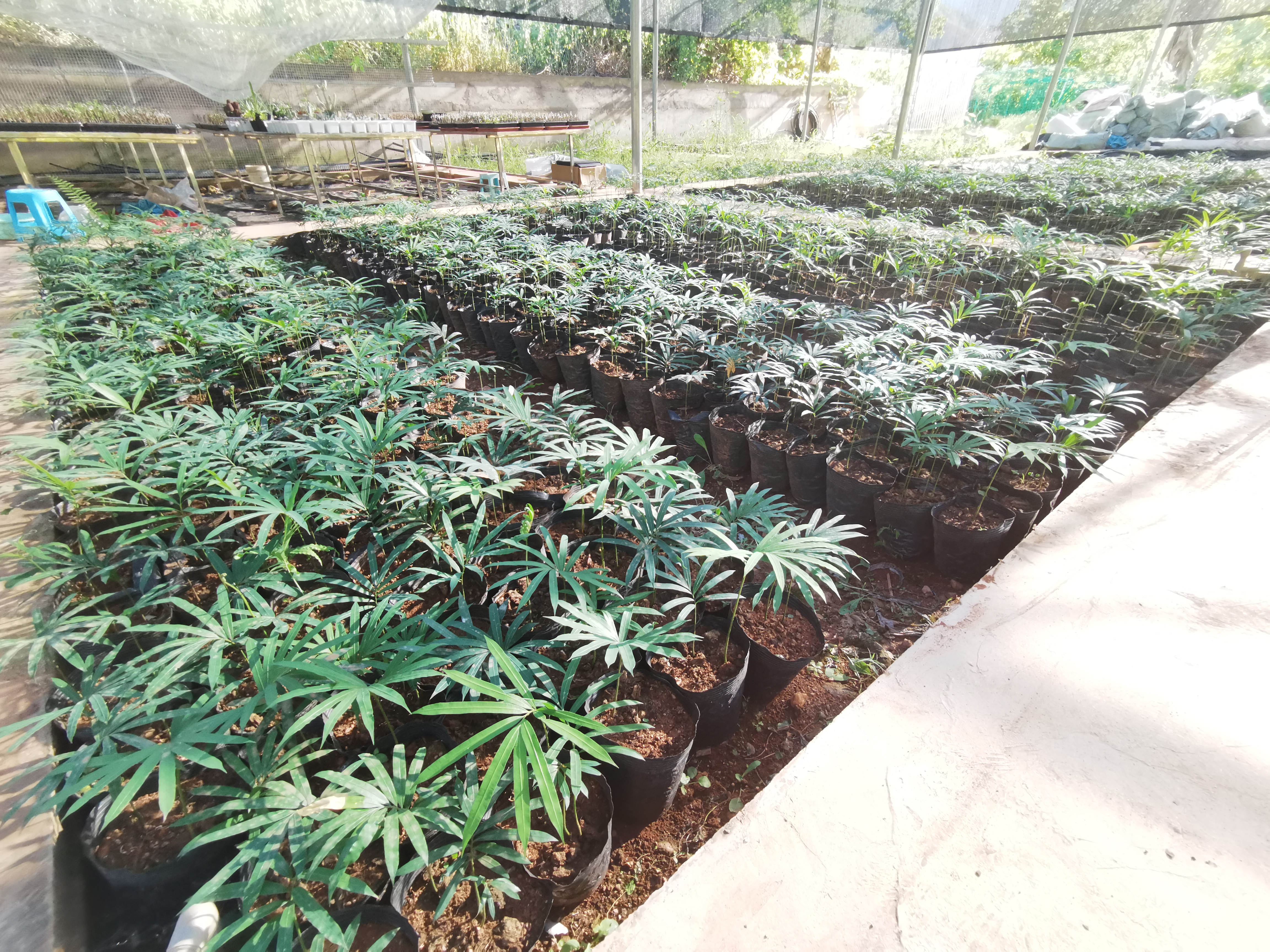 植物图