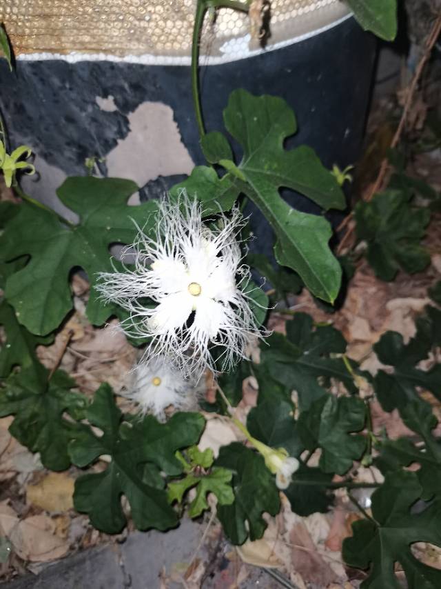 动态图片