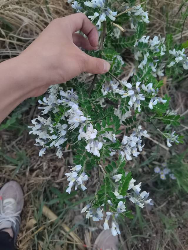 动态图片