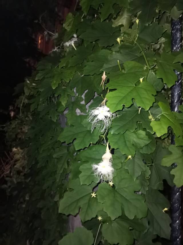 植物图