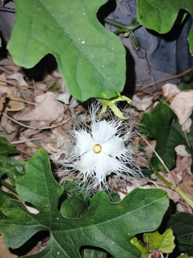 植物图