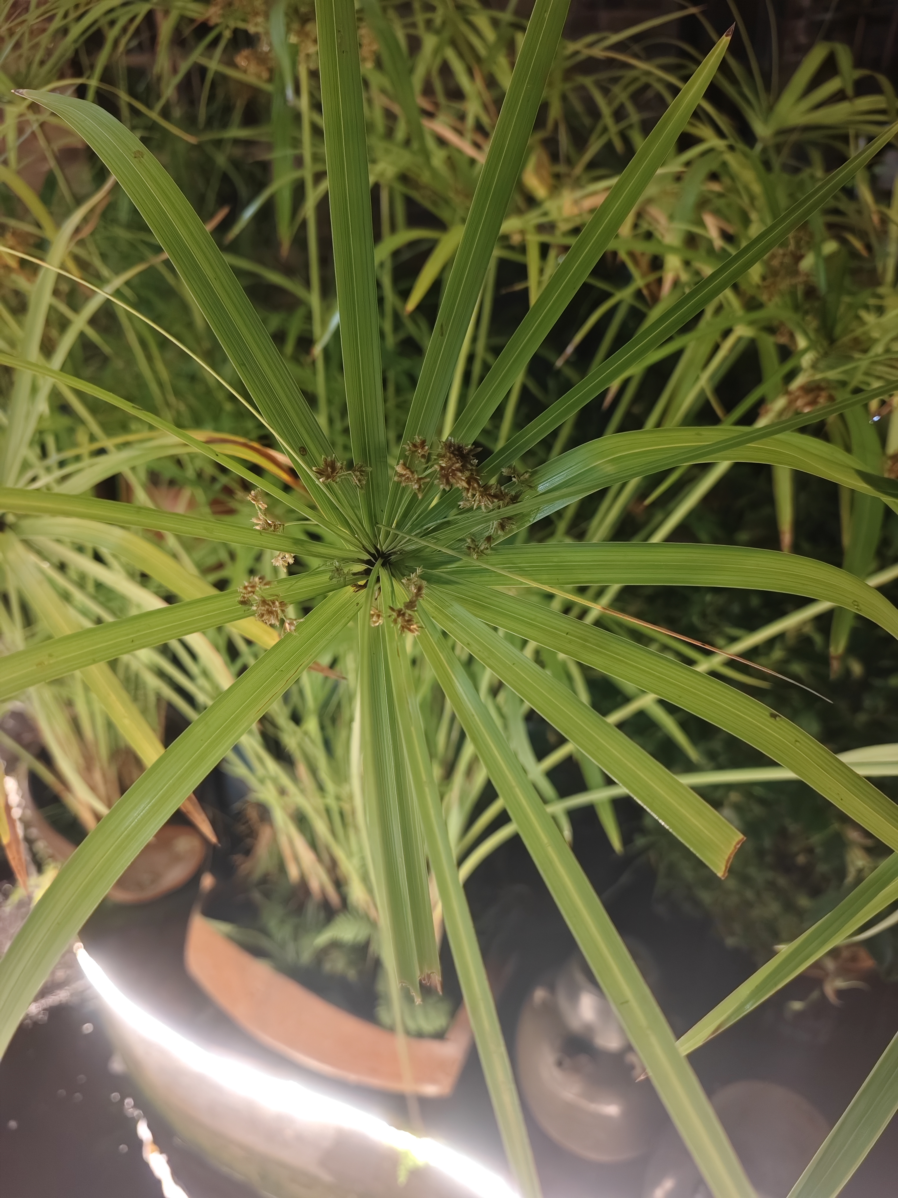 动态图片