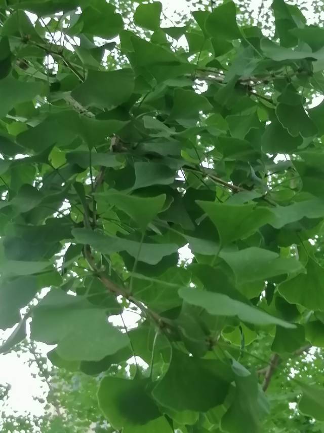 动态图片