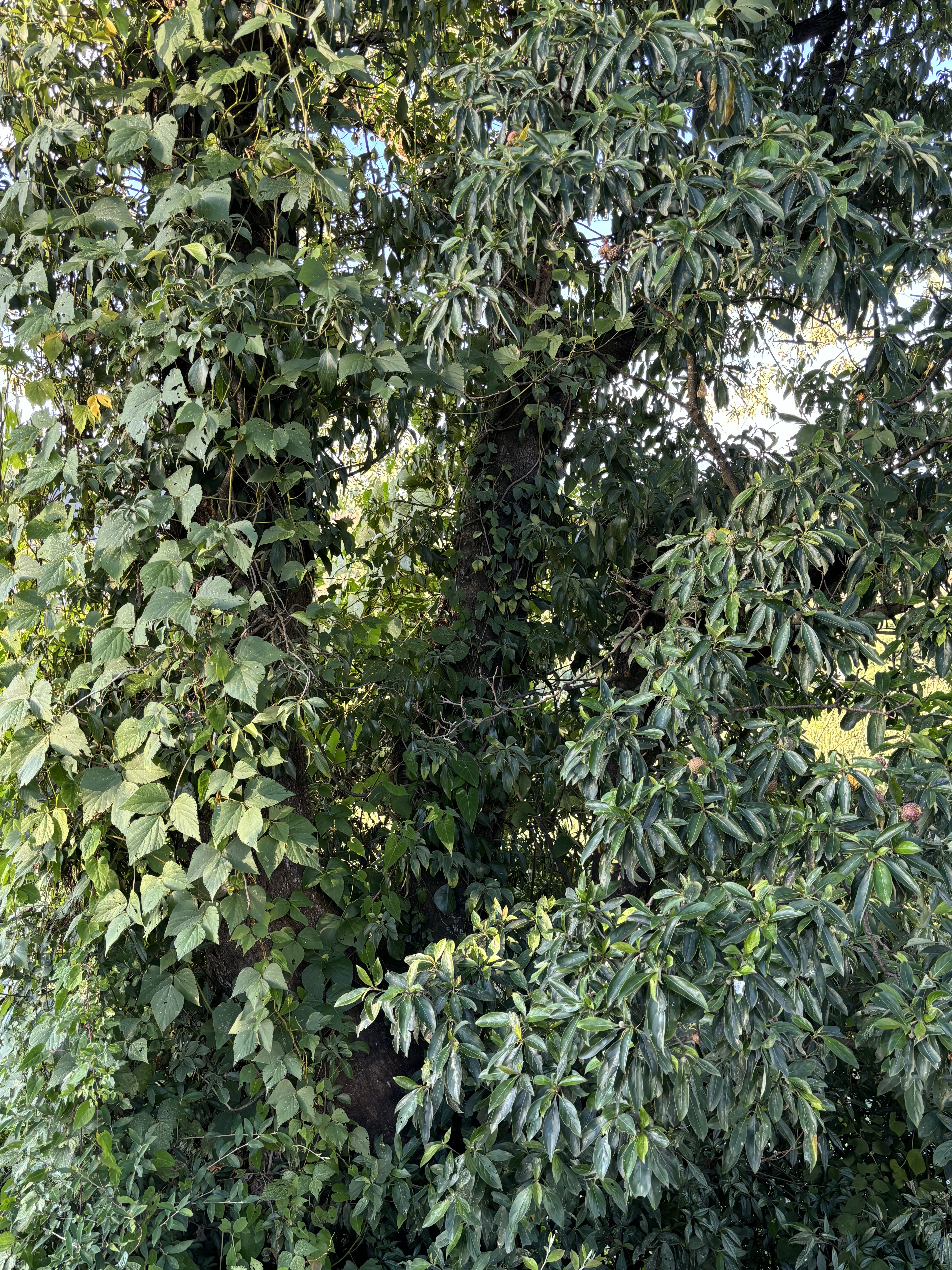 植物图