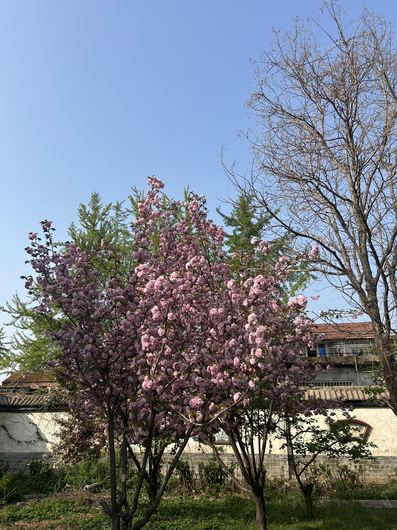 植物图