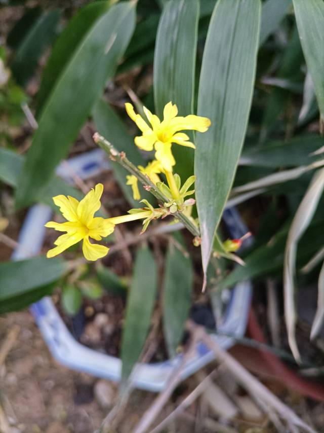 植物图