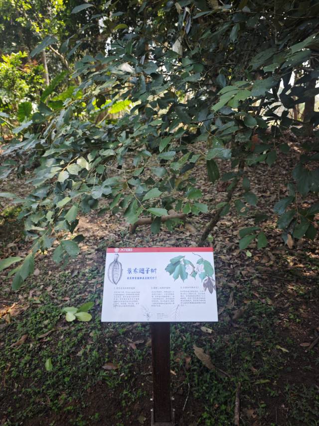 植物图