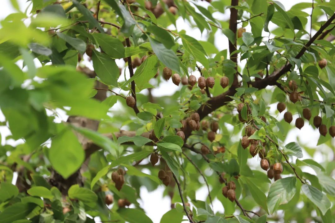 “花赛茉莉、果似秤锤”的秤锤树