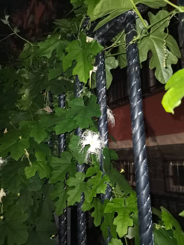 植物图